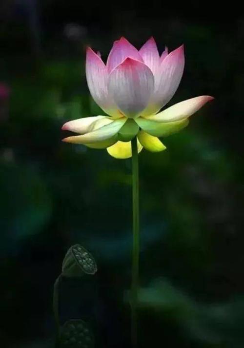 心脏很清楚，一路都是芬芳