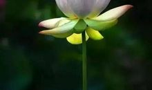 心明澄静，一路芬芳