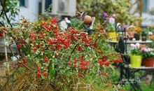 园丁对花儿的呵护