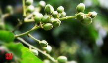 我和青果有个约