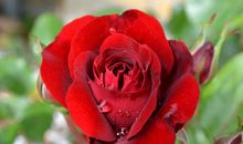 花儿有个庄重的梦