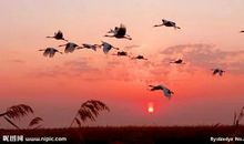 听听雁儿们的哭诉