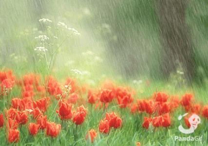 雨中的生长
