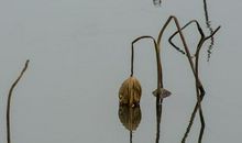 留着残荷听雨声