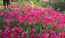 春天给我的回忆