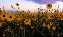 是您，在我心中栽种葵花