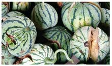 由西瓜膨大剂说开去——食品安全