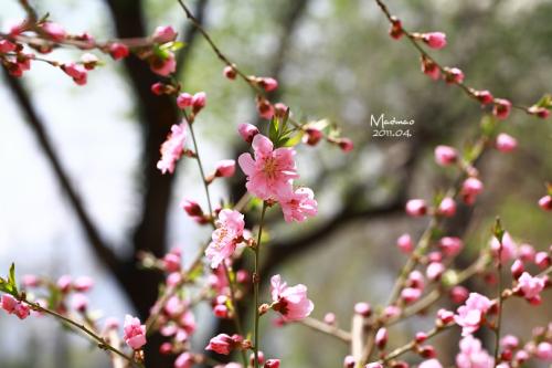 春天的花朵