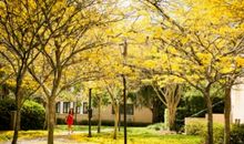 最苦的树开出最美的花