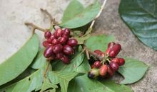 一片叶子的记忆