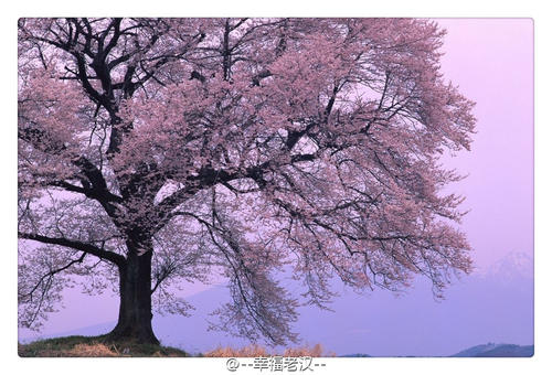 树和生活_600字