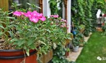 我家的温馨小院