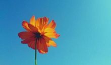 青春是一朵永开不败的花