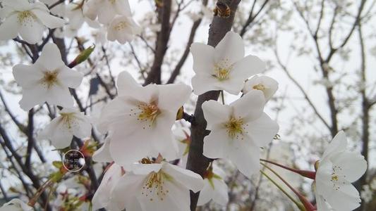 竹子在心里