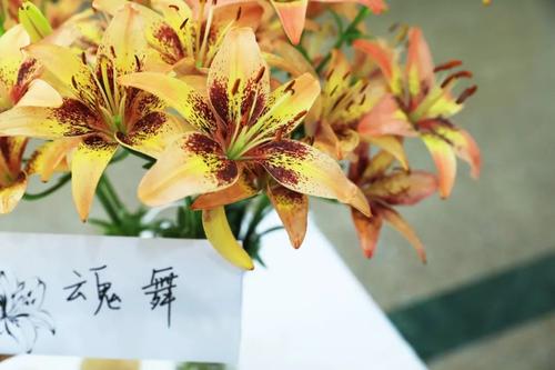 听莉莉的声音