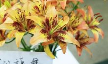 倾听百合花开的声音