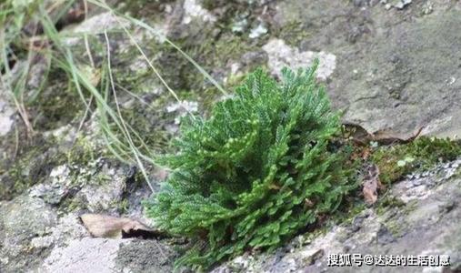 悬崖上的野草
