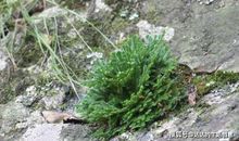 学崖上的一根野草