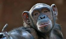 我要和动物交个朋友