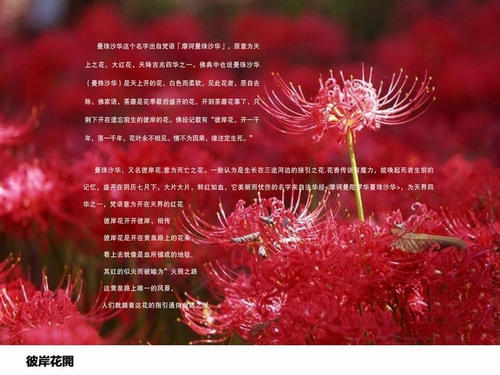 在花的另一边_750字