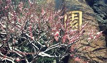 美哉，雪中的傲梅