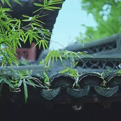 美丽，这个小草