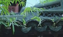 美哉，这小小的草