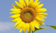 开放在生命深处的花朵