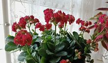 魅力长寿，我的家