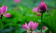 付出决定抛的线高度