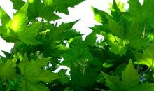 梧桐树，心中的那抹绿