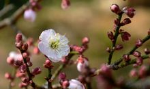 千年不逝的暗香