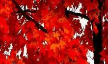 窗外的一片枫叶