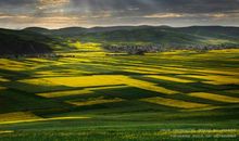 又是油菜飘香时