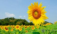 赏向日葵的时光