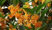 一棵“不开花”的树