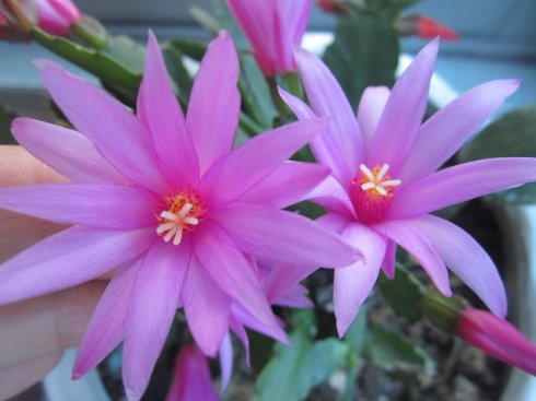 一路走开花