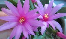 一路走来花儿盛开