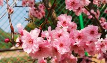 用心聆听用心欣赏