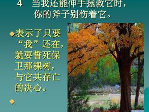 没有树