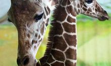 世界上最无私的爱——母爱