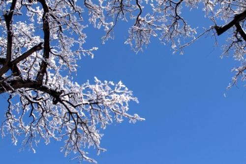 三月雪