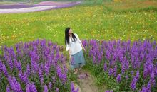 《海上花田》诗歌