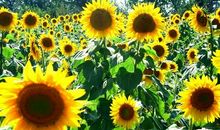 乐观心态看人生