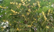 我的家乡你真美