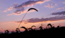 为了家乡的美丽