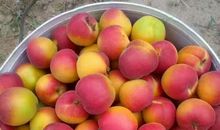 红色武乡绿色家园