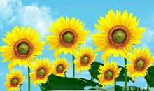 以微笑面对生活的敲打