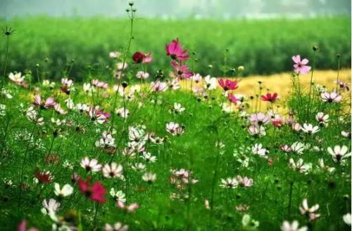 彩色花季节