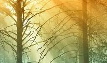 “落叶”中的友谊